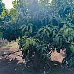 Primavera Apartmán *